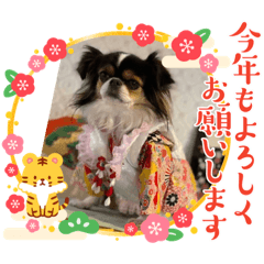 [LINEスタンプ] 無敵わんちゃんSERA④