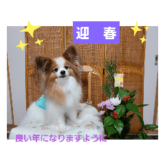 [LINEスタンプ] ぱぴぱぴパピヨン55