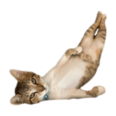 [LINEスタンプ] 言葉にできない時のネコスタンプ