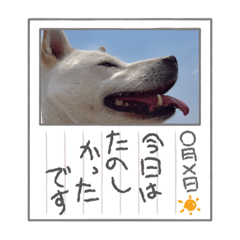 [LINEスタンプ] 紀州犬 琥珀ちゃん ②