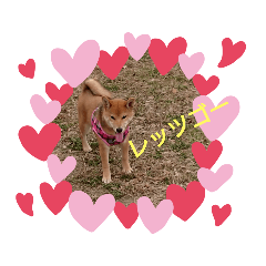 [LINEスタンプ] 柴犬の子犬 「華」のスタンプ
