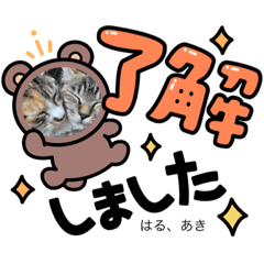 [LINEスタンプ] 猫の三姉妹の画像（メイン）