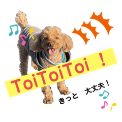 [LINEスタンプ] コタロー写真スタンプ ドイツ語編