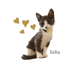 [LINEスタンプ] 鍵しっぽのlalaです♩