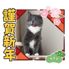 [LINEスタンプ] 動物達からのご挨拶