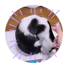 [LINEスタンプ] ガッシーねこーずスタンプ