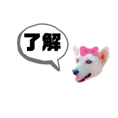 [LINEスタンプ] 犬スタンプ、ちゅんすけちゃんのスタンプ