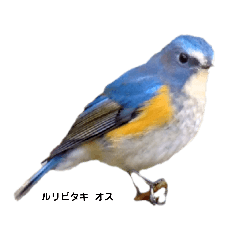 [LINEスタンプ] 野鳥 Wild Bird～身近な野鳥たち～鳥名付き