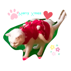 [LINEスタンプ] 3匹の猫のクリスマス＆お正月！