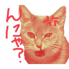 [LINEスタンプ] 女優猫ku