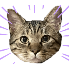 [LINEスタンプ] キジトラの梅ちゃん（ときどき茶々）