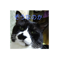 [LINEスタンプ] 猫のゴマ①