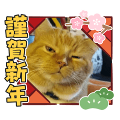 [LINEスタンプ] トラとの幸せライフ SP
