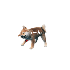 [LINEスタンプ] 柴犬ギアくん