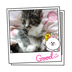 [LINEスタンプ] ずっこけ可愛い保護猫たちの画像（メイン）