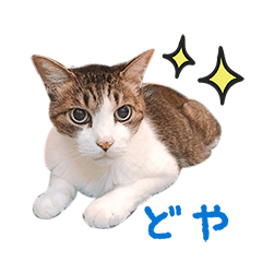 [LINEスタンプ] こたろう時々くろ