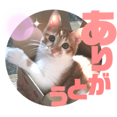 [LINEスタンプ] TORIトラちゃんのスタンプ