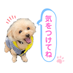 [LINEスタンプ] トイプードルの毎日使えるスタンプ2