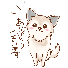 [LINEスタンプ] ミックス犬のポメチワだよ！