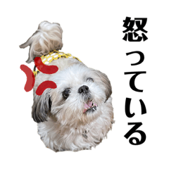 [LINEスタンプ] シーズー犬のくうの画像（メイン）