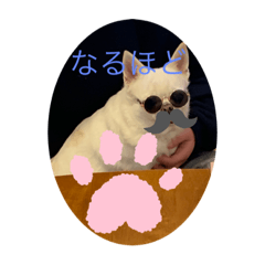 [LINEスタンプ] わんちゃん生活スタンプver.王子様