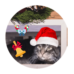 [LINEスタンプ] ガッシーねこーずのクリスマス