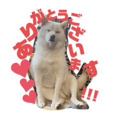 [LINEスタンプ] Shibasute mituko