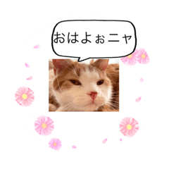 [LINEスタンプ] 私の猫村