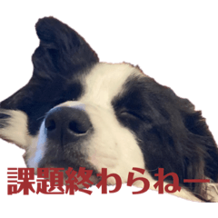 [LINEスタンプ] 基本的にやる気の無い犬