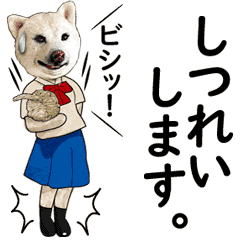 [LINEスタンプ] 動くごきげん毛糸なシバイヌ・ゴキシバ