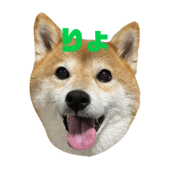 [LINEスタンプ] あんとこゆきの顔デカスタンプ