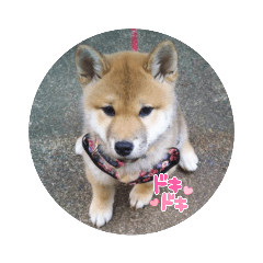 [LINEスタンプ] 柴犬おふじ