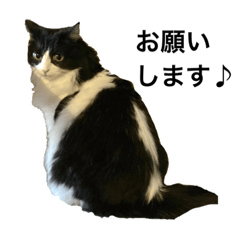 [LINEスタンプ] 長毛ハチワレ猫 るるさん