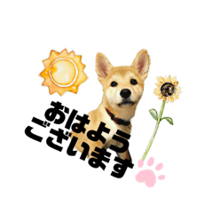[LINEスタンプ] 柴犬あさひのスタンプ