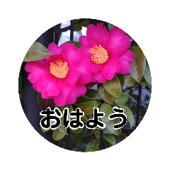 [LINEスタンプ] kyoko115  冬の花だより