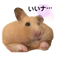 [LINEスタンプ] キンクマハムスターのもち様