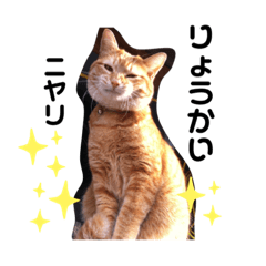 [LINEスタンプ] 飼い猫のスタンプ CAT