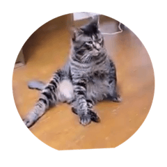 [LINEスタンプ] ガッシーねこーず39にゃんシリーズ②