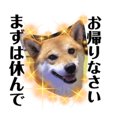 [LINEスタンプ] Shibasute HIROSHI