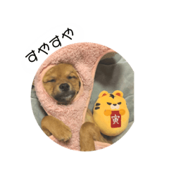 [LINEスタンプ] チワワのこめちゃん2