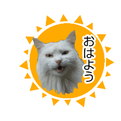 [LINEスタンプ] シロにゃんこ white cat