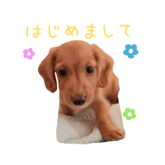 [LINEスタンプ] 一応チワックスのつくし君