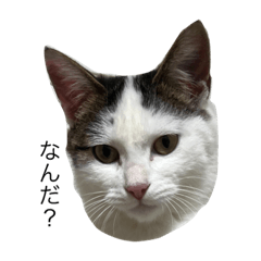 [LINEスタンプ] おもちさんとお友だち