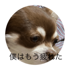 [LINEスタンプ] ジェリースタンプだよだょぉ