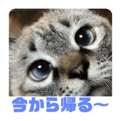 [LINEスタンプ] 保護猫マロン好日スタンプ1