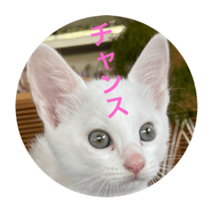 [LINEスタンプ] cat0032 vol. 4 hak