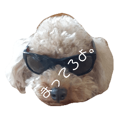 [LINEスタンプ] 我が家自慢のanimals