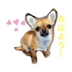 [LINEスタンプ] ココなつスタンプⅢ