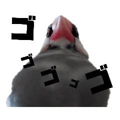 [LINEスタンプ] 文鳥はこう思っている