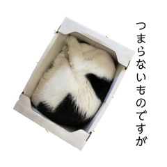 [LINEスタンプ] とむこ家のねこねこスタンプ